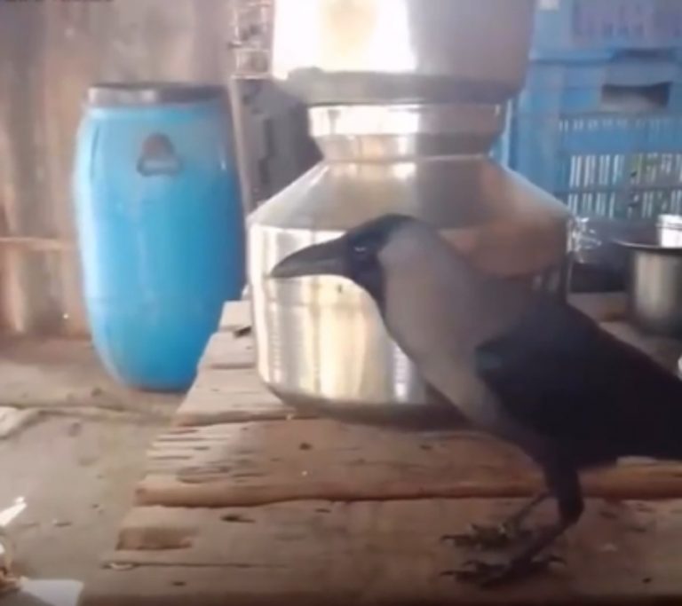 Viral Video: तोते की तरह ‘पापा-पापा’ बोलने लगा कौवा, सोशल मीडिया पर वायरल हो रहा वीडियो