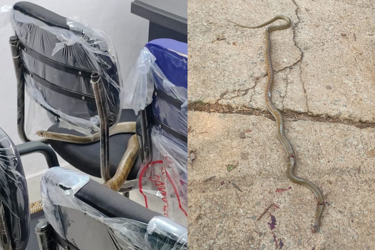 Snake in Bandgaon Zonal Office