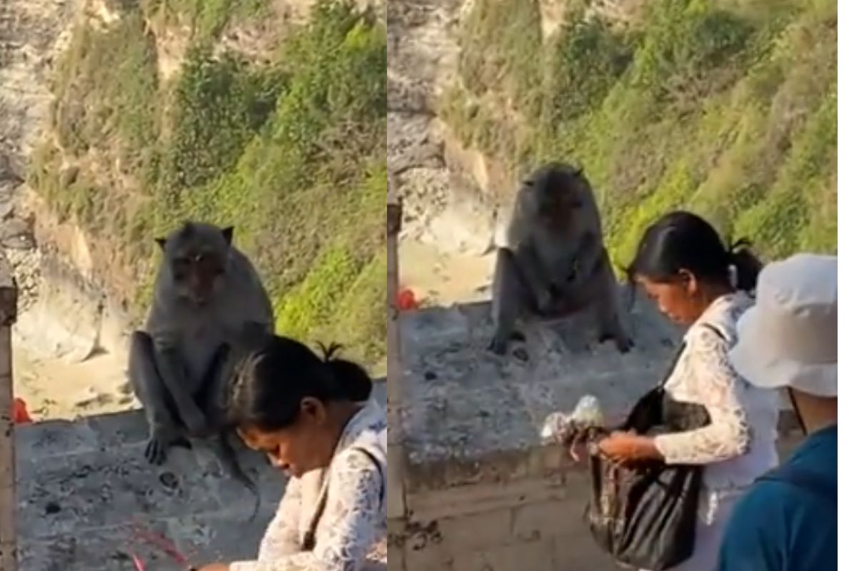 monkey-demand-food-from-tourist-to-return-stolen-mobile-sunglass