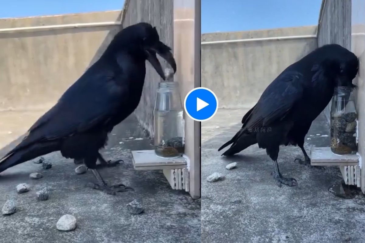 Viral Video