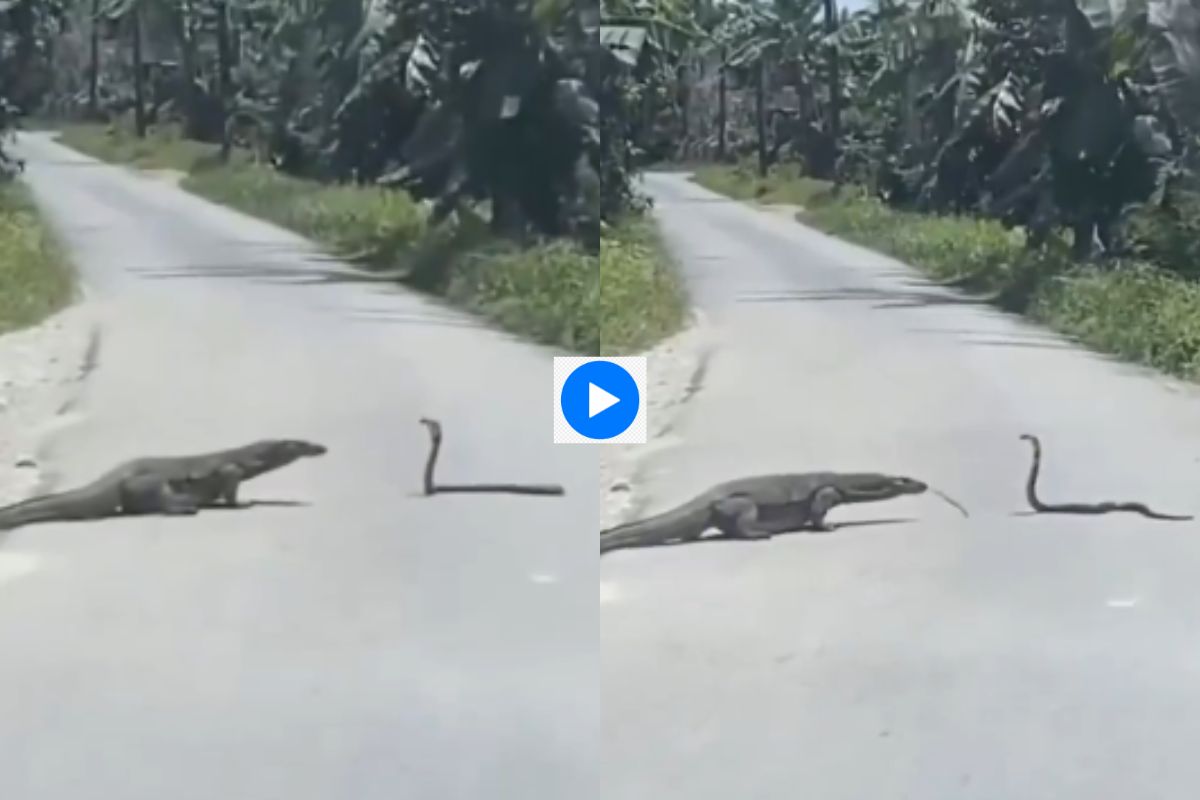 Viral Video Komodo vs Snake