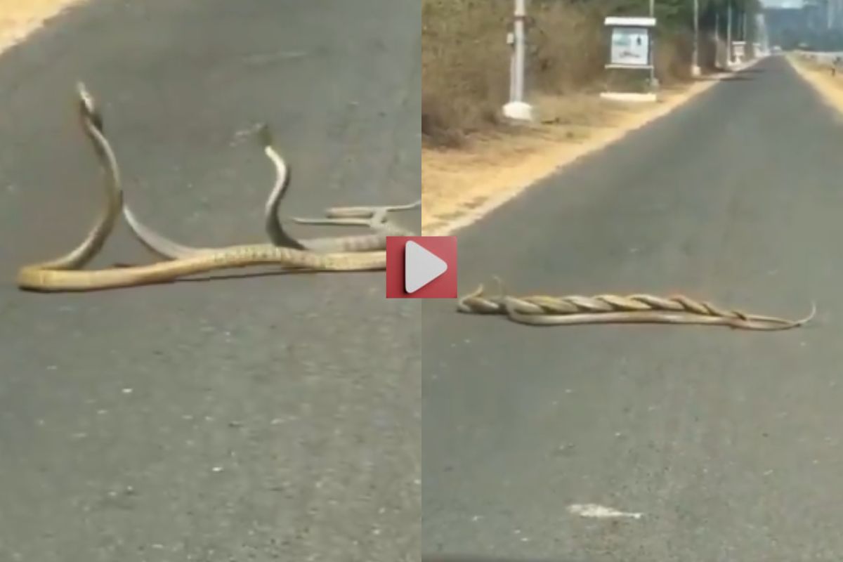 Viral Video Snake Fight