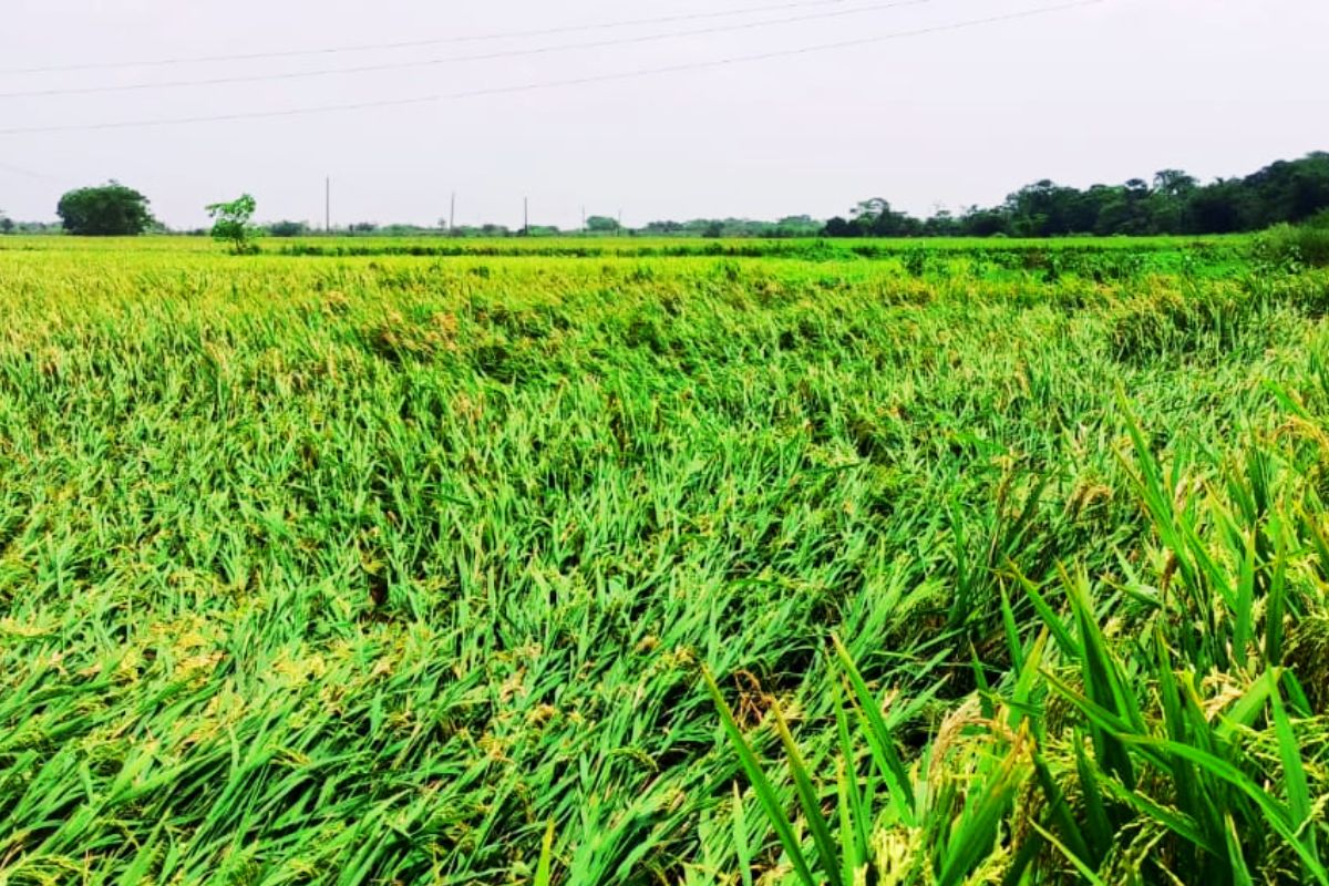 Weather and Agriculture