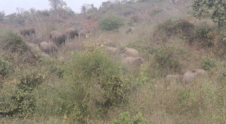 30 हाथियों के झुंड को झारखंड के घने जंगल में छोड़ा, ग्रामीणों में खुशी
