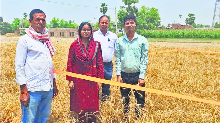Saran News : बदरिहा में हुआ रबी फसल के लिए क्रॉप कटिंग का आयोजन