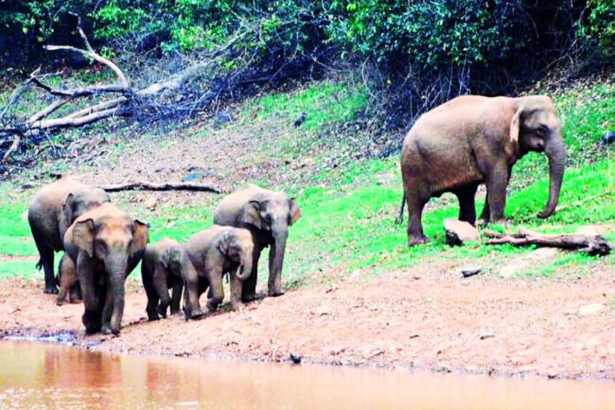 jamshedpur news summer season dalma wildlife sanctuary