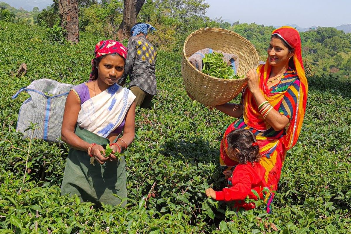 jeevika didi| Now Bihar's Jeevika didis will become owners of tea companies, CM Nitish took the decision in the cabinet