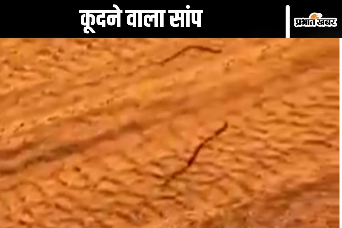 kangaroo snake