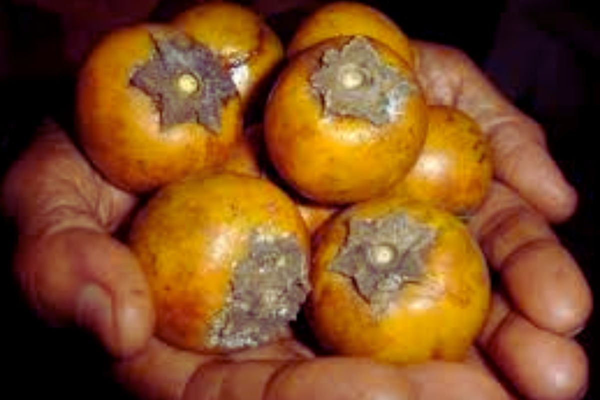 kend Fruit Benefits