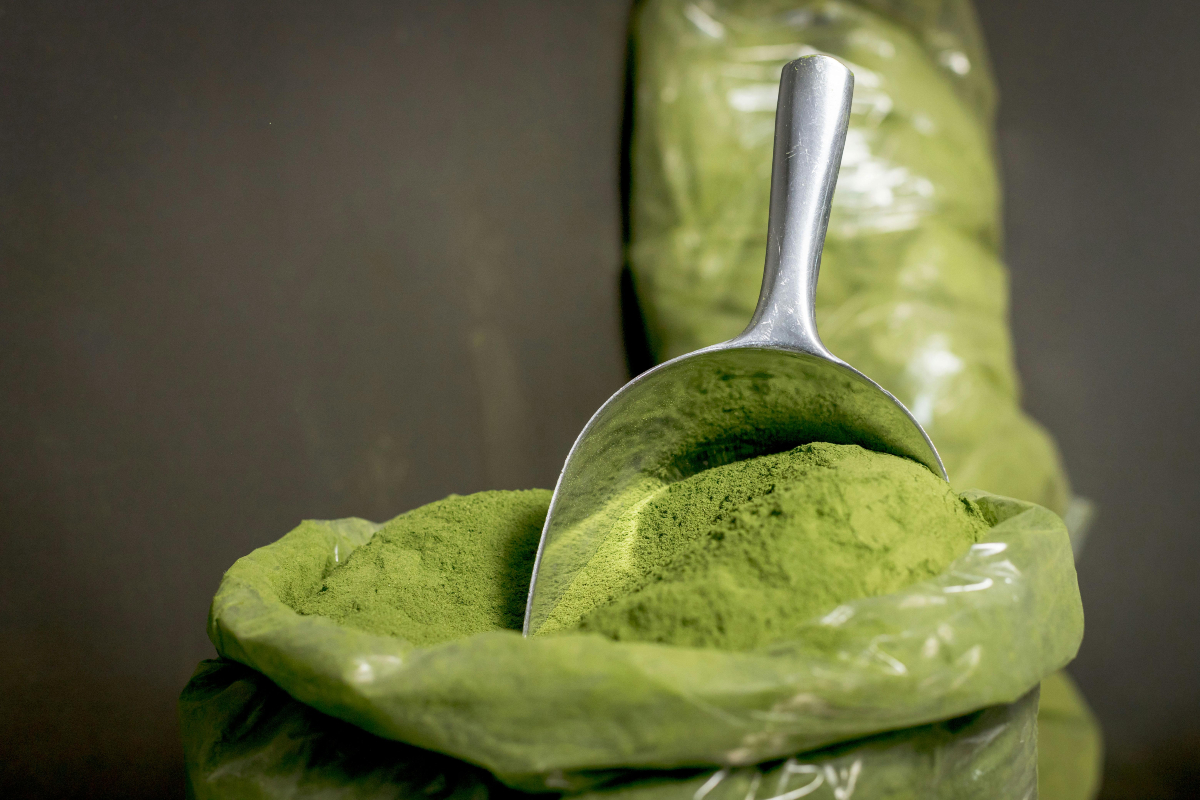 moringa powder benefits