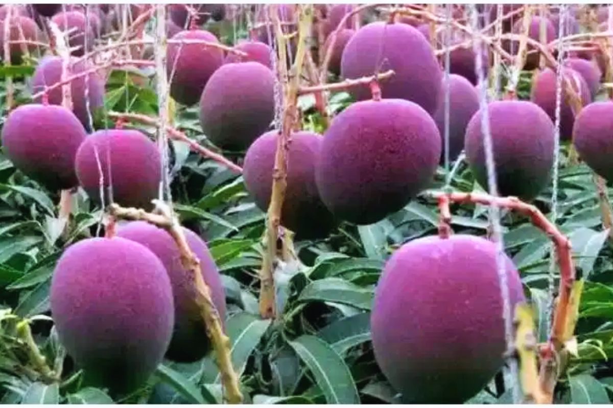 most expensive mango| The world's most expensive and sweetest mangoes will be grown in Bihar's Bagaha