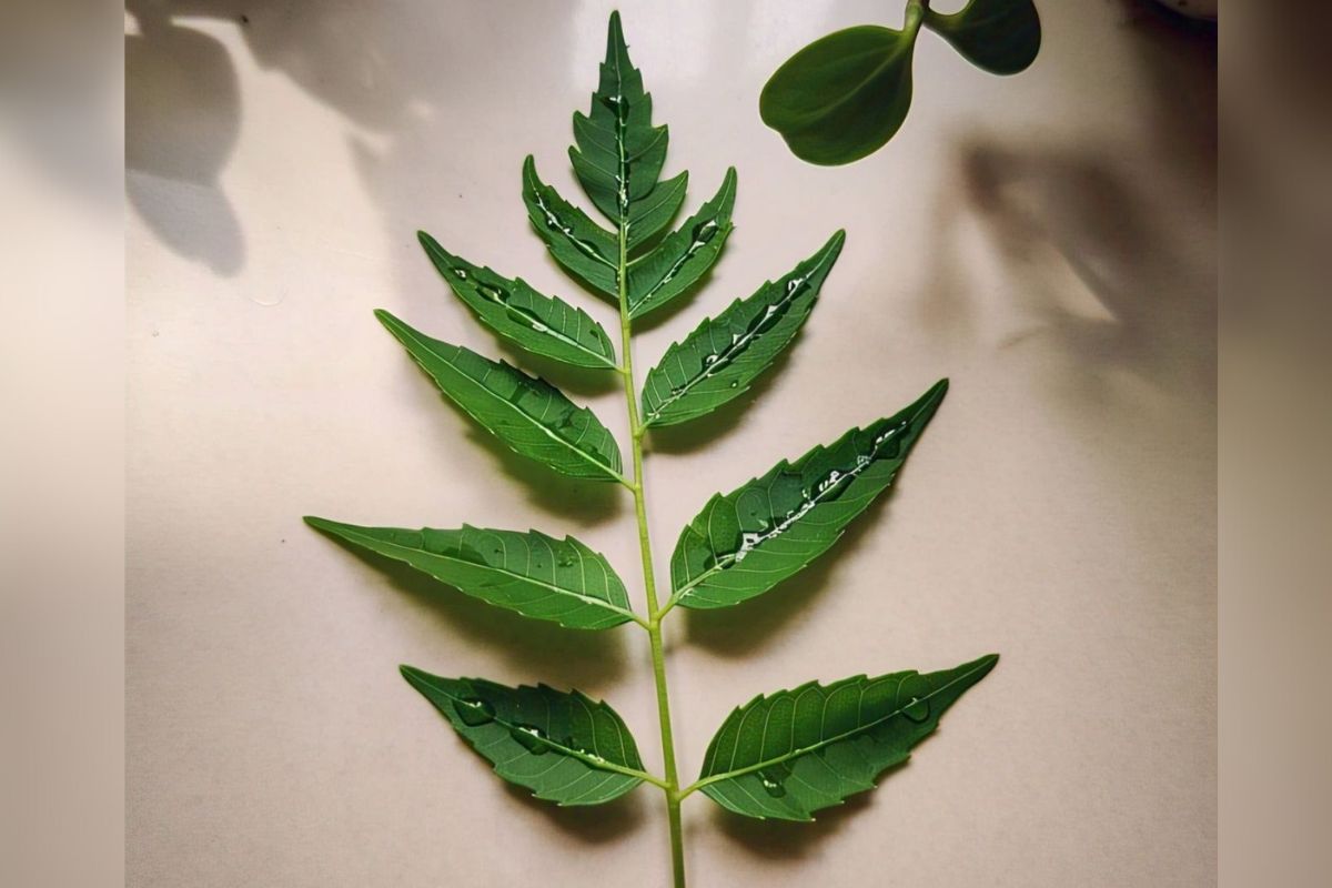 neem benefits