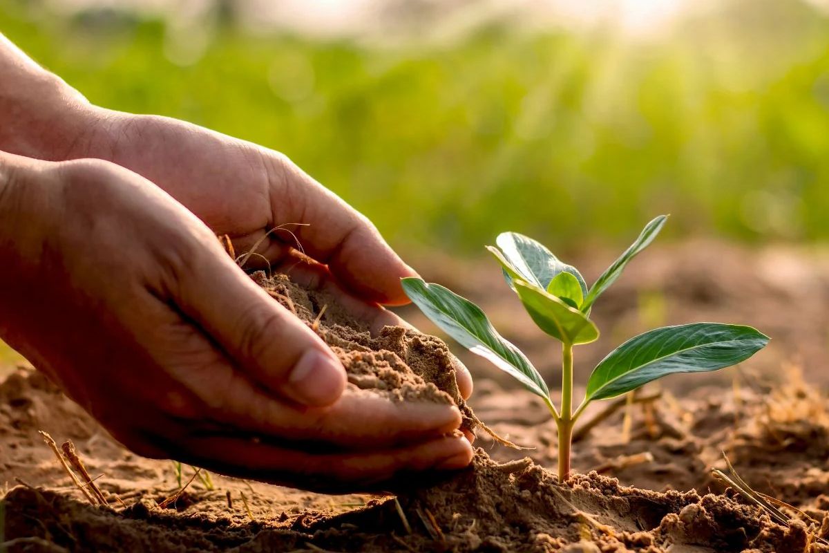 patna plantation news| One lakh plants of 200 species will be planted in Patna for clean air