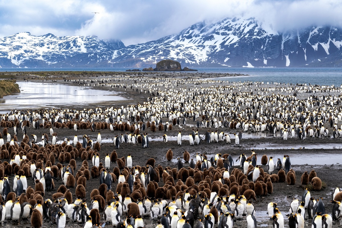 penguin in a group