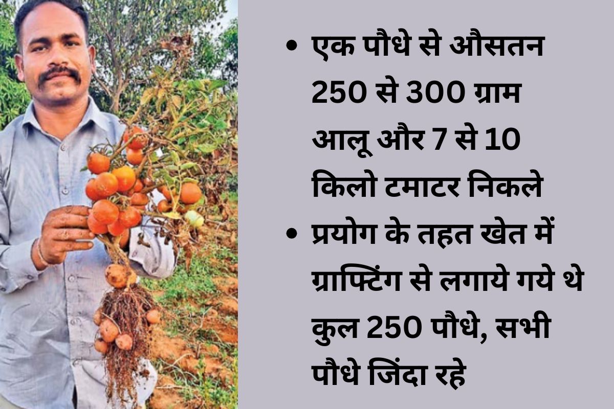 ranchi news potato tomato in same plant