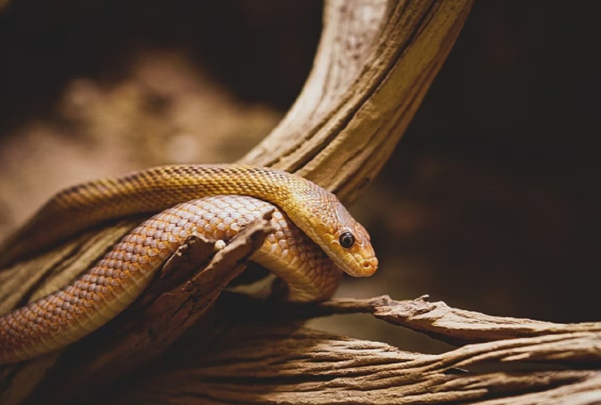 Snake in Bihar :