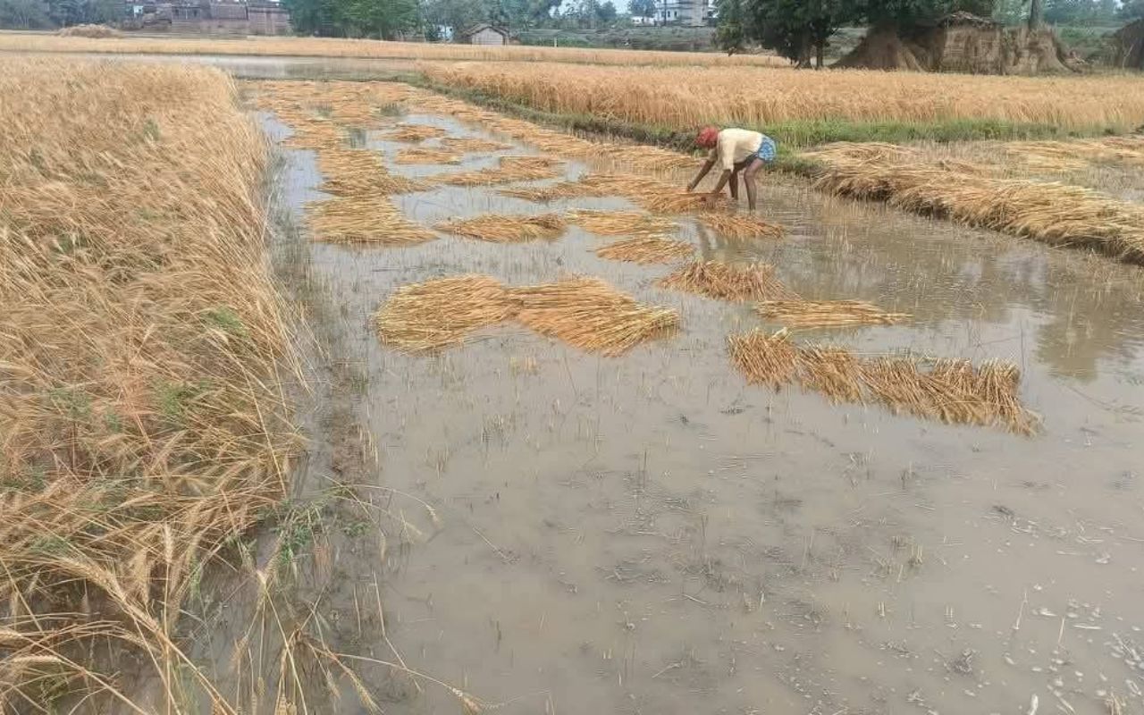 गेहूं की फसल को पानी से निकालता किसान