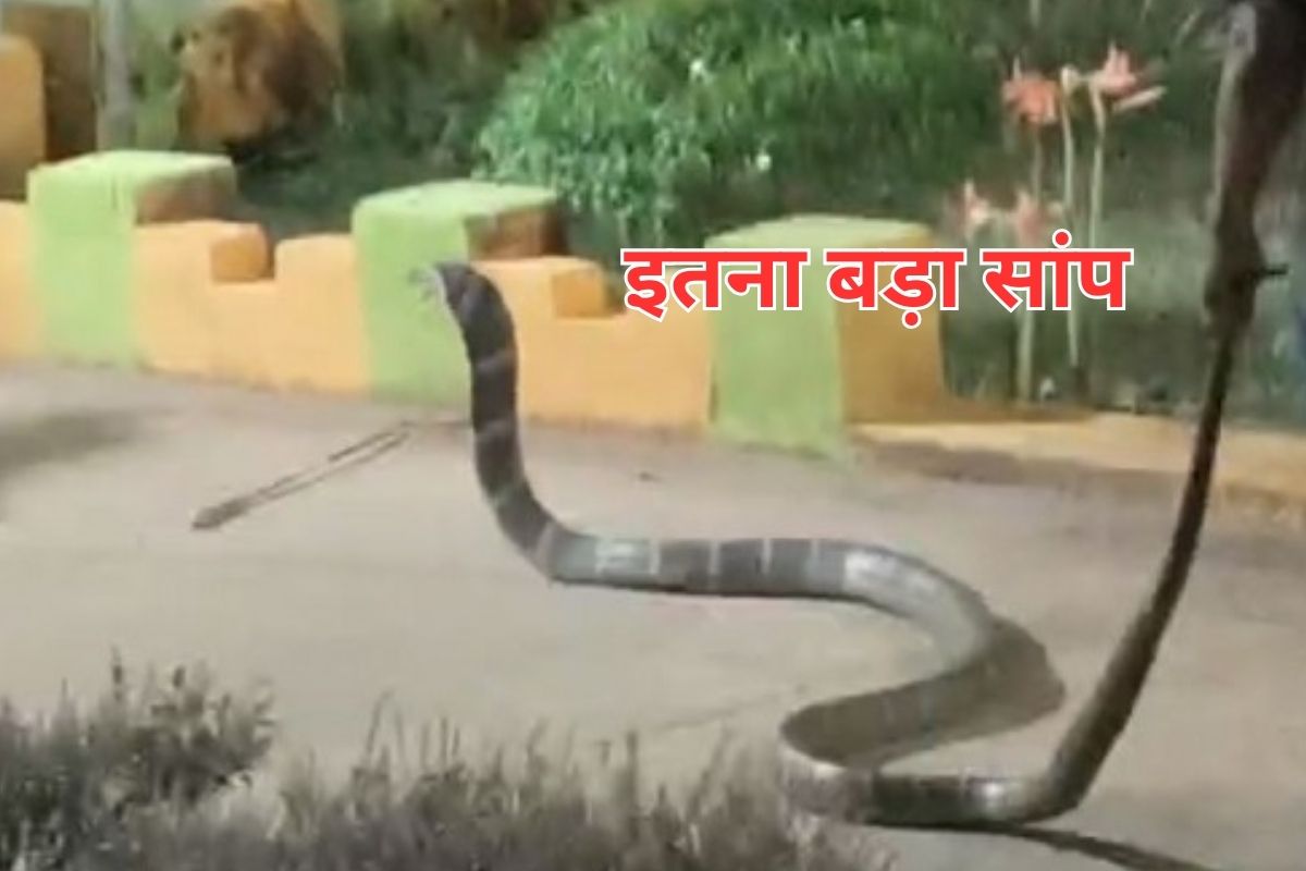 20-Foot long King Cobra
