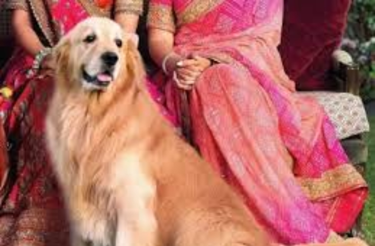 Ambani Family Dog