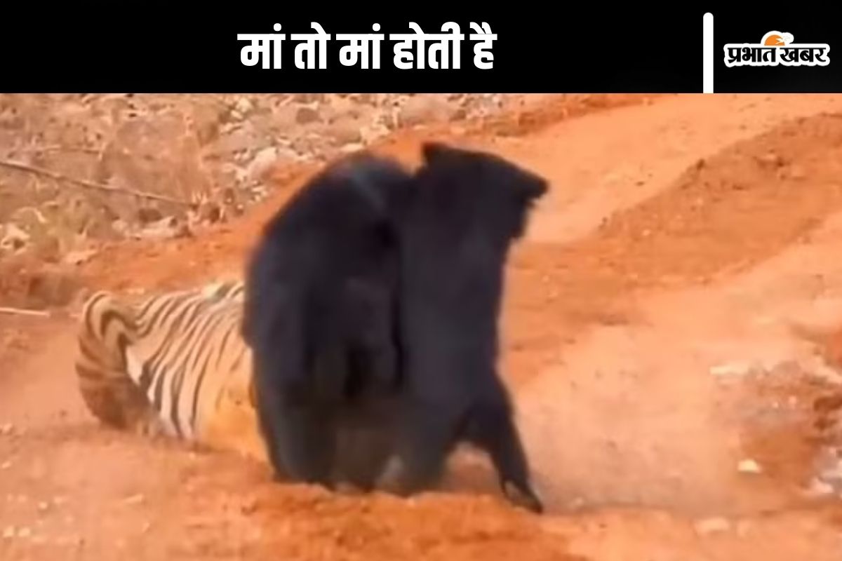 Bear vs tiger fight Chhattisgarh