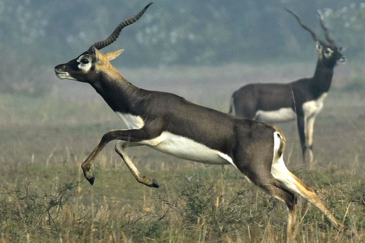 Bihar news black deer sanctuary in bihar buxar