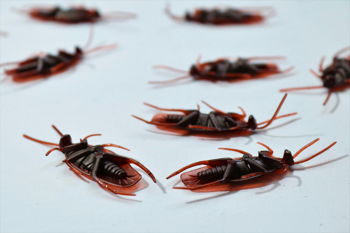 DIY Cockroach Repellent