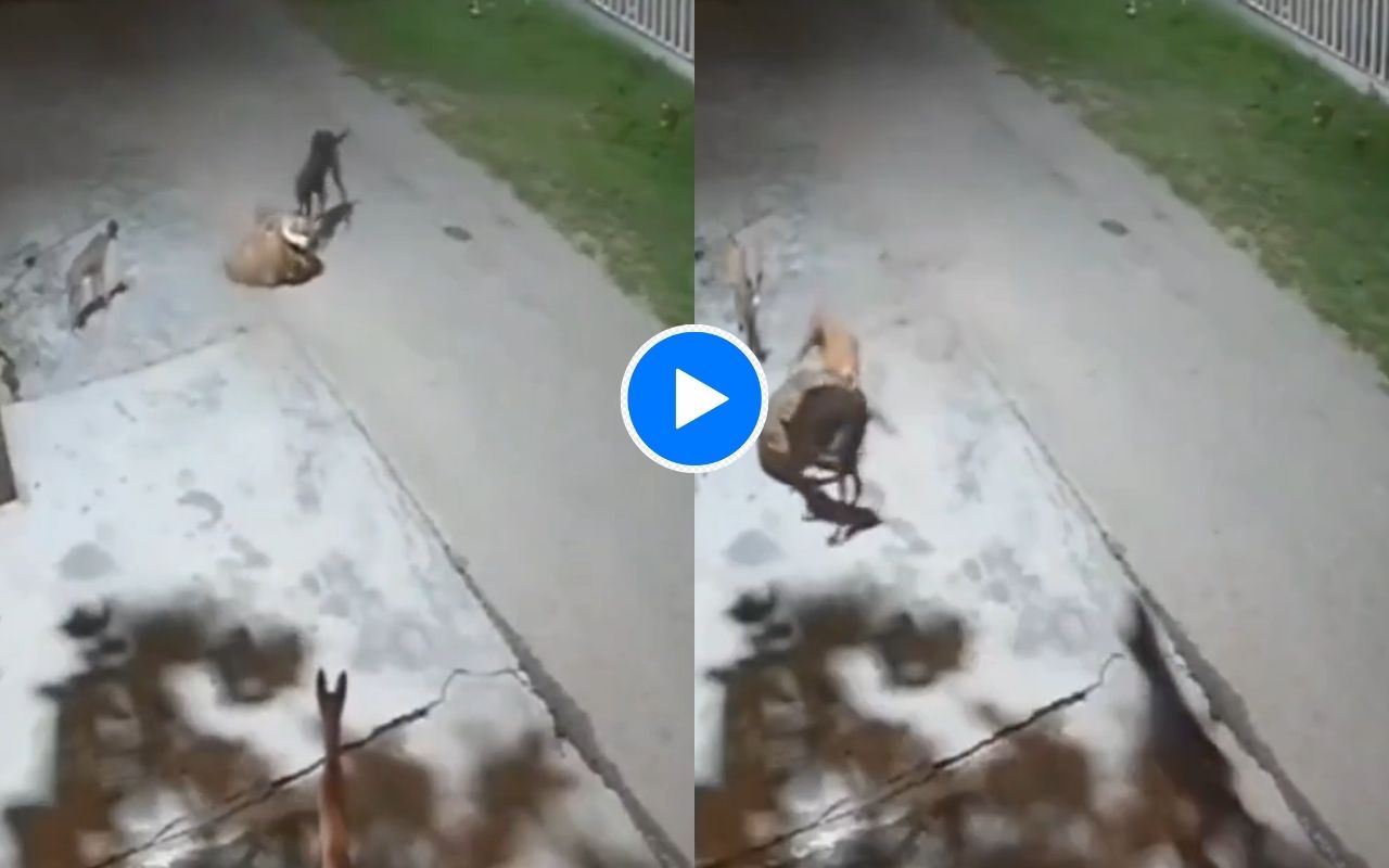 Dogs vs Leopard Fight