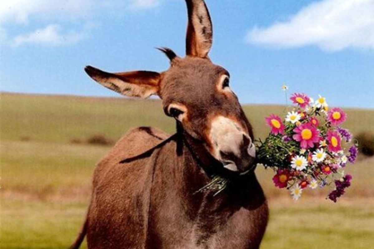World Donkey Day 2025