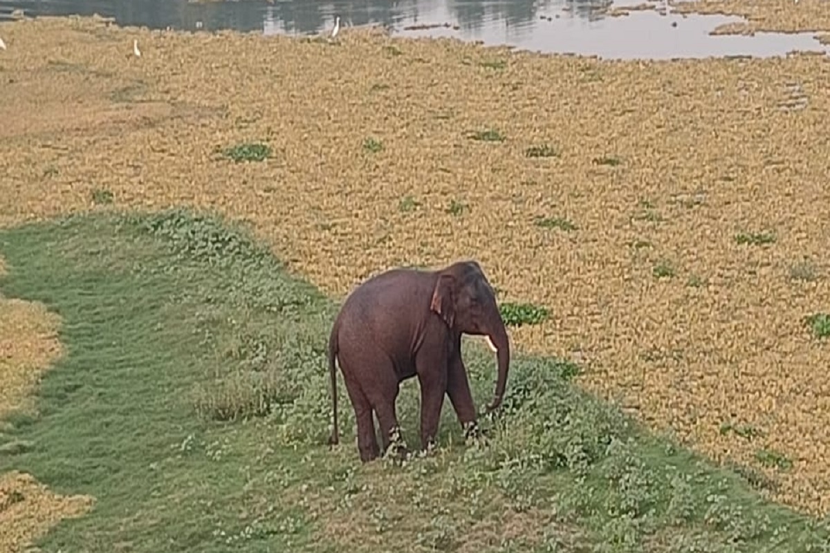 Elephant seen near Rukka Dam