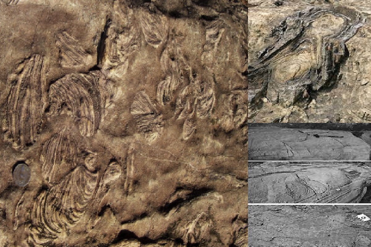 Fossils and Stones