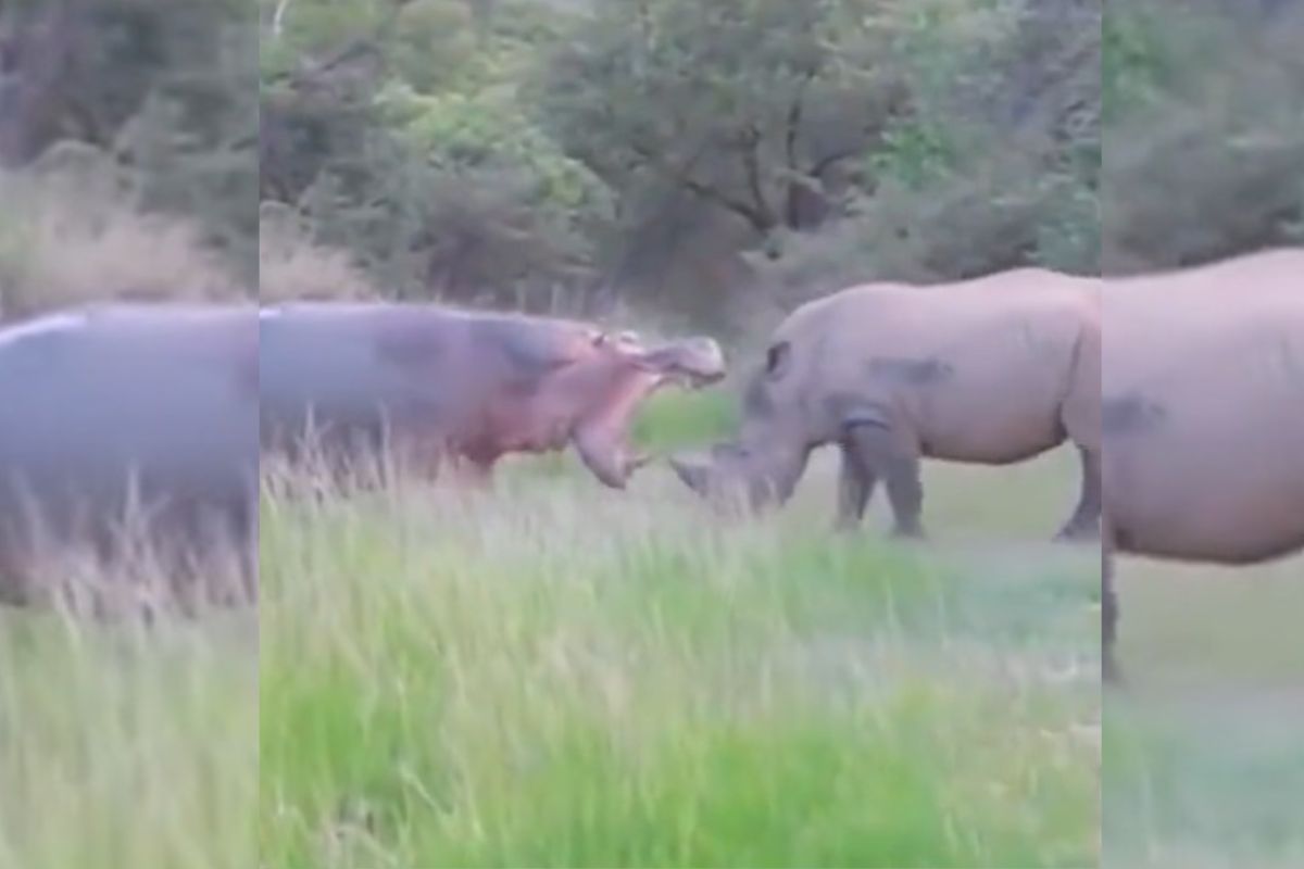 Viral Video, Hippo vs Rhinos Fight