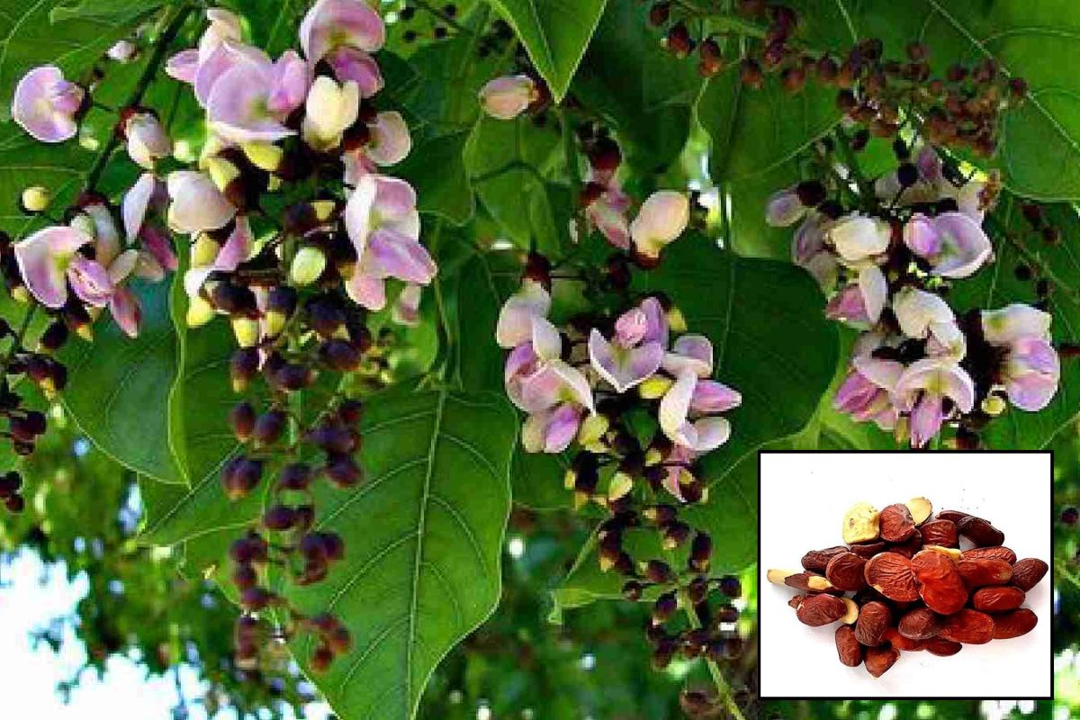 Karanj Seed