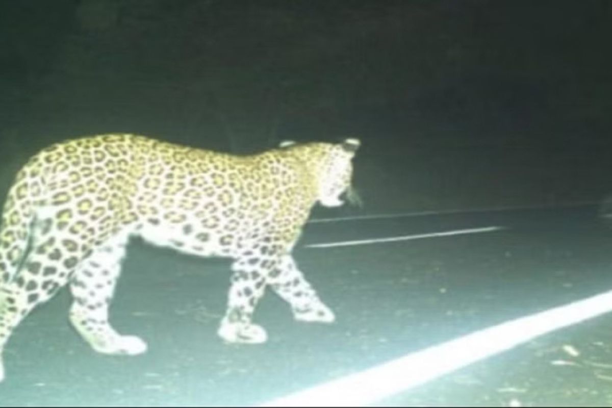 Leopard