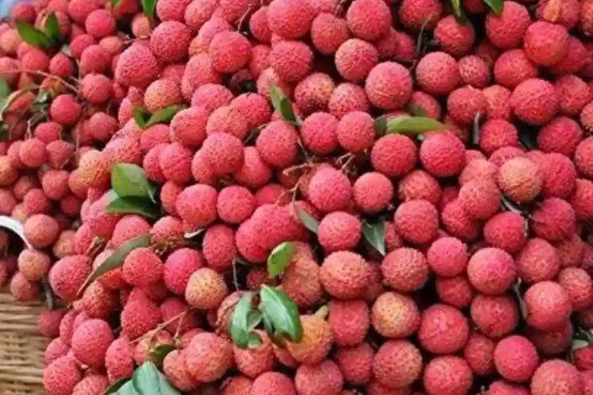 लीची
