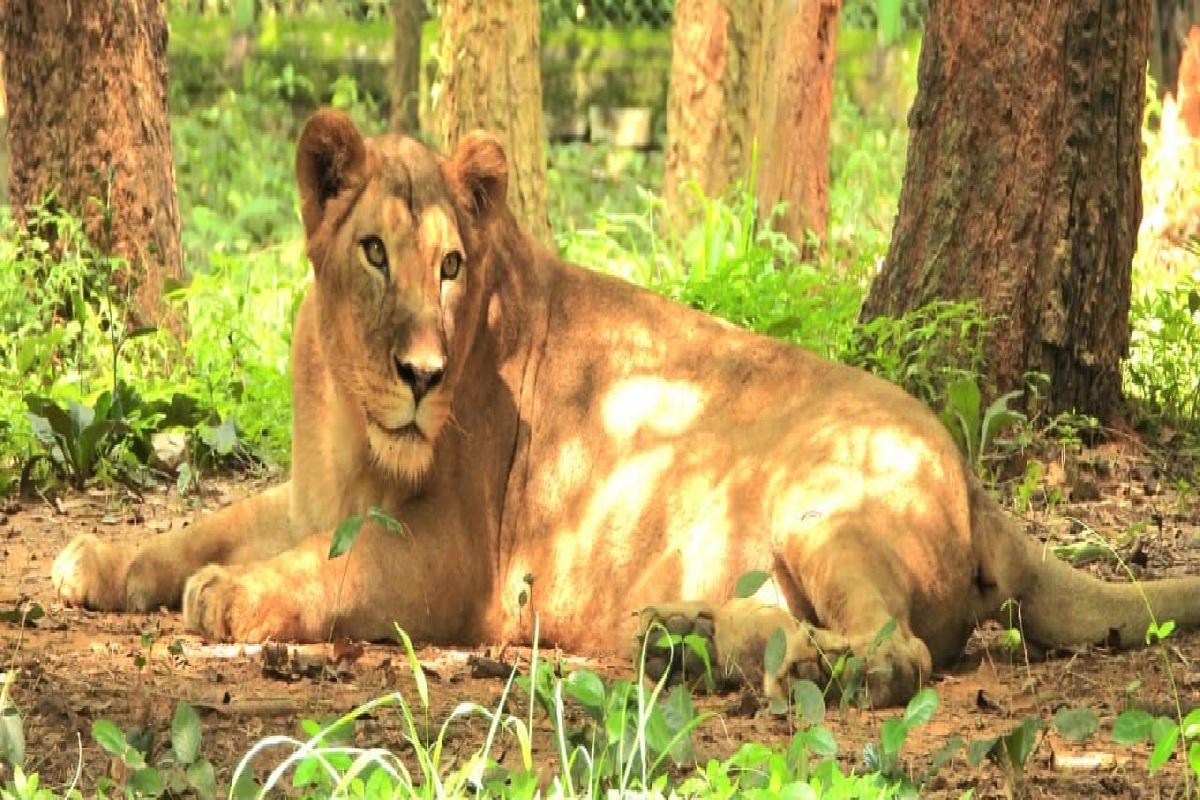Lioness Priyanka