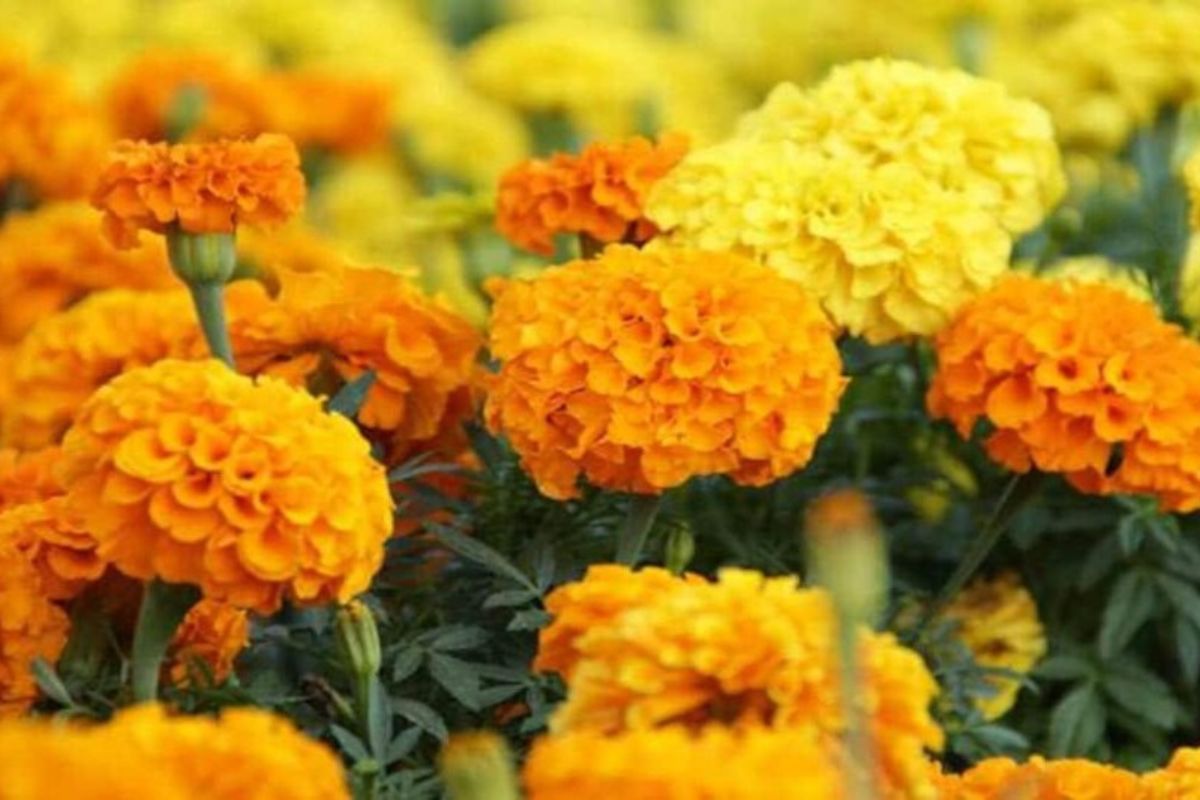 Marigold Farming