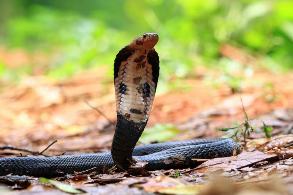 snake