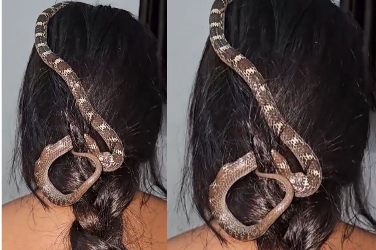 Viral Video women make hairstyle with snake