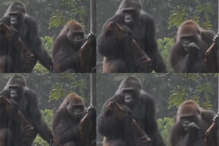 Viral Video: चिंपैंजी का नहाते हुए वीडियो हुआ वायरल!