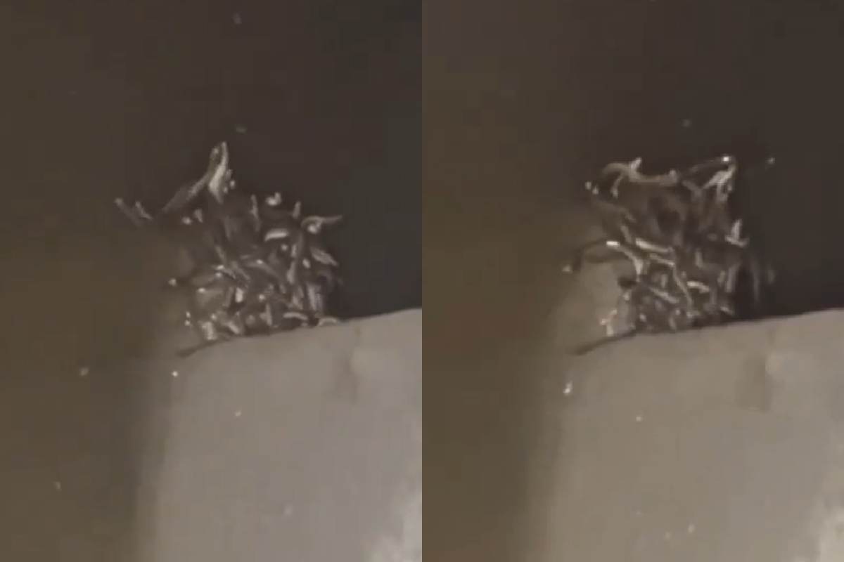 Snake Viral Video