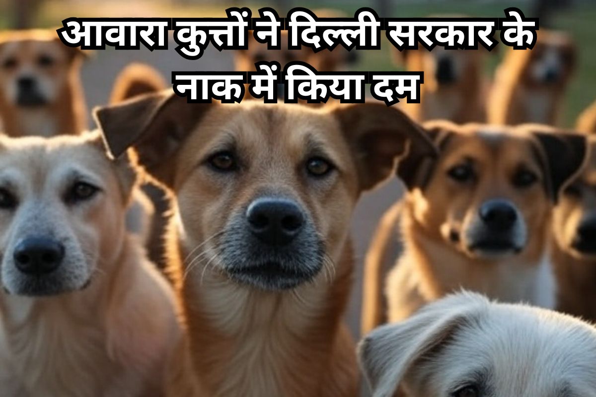 Stray Dogs