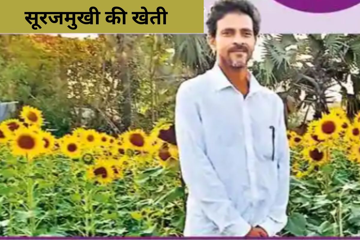 Sunflower Farming