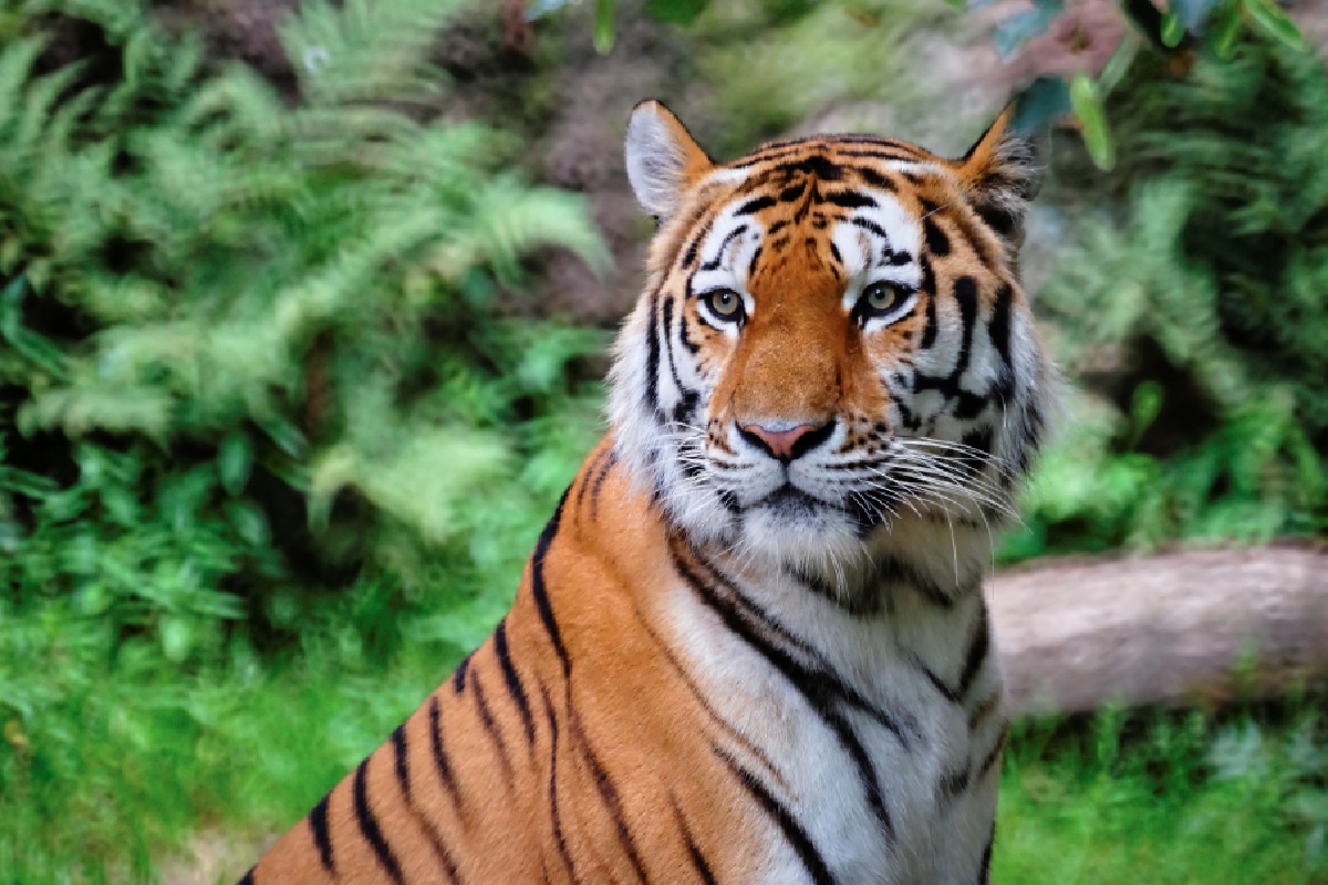 Tiger