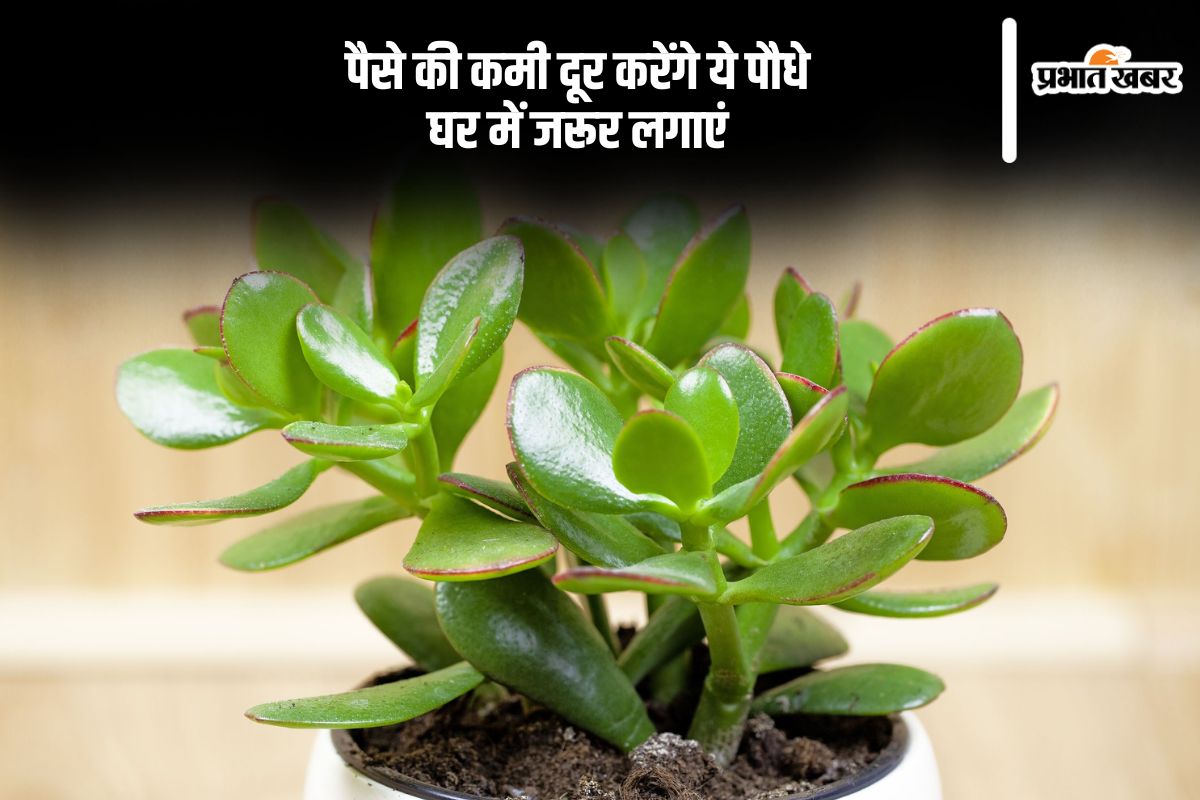 Tips to get huge wealth plant these plants