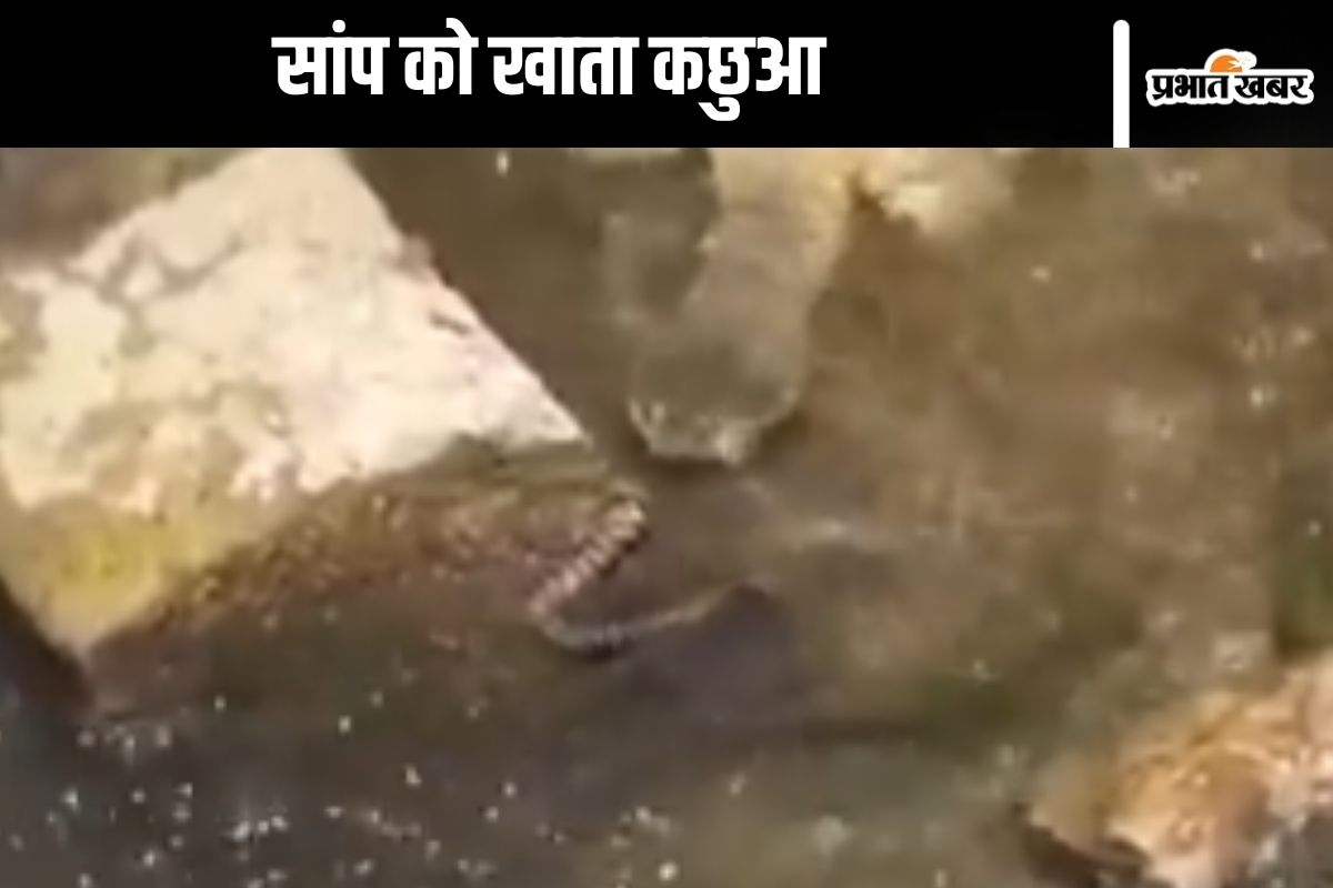 Tortoise ate snake