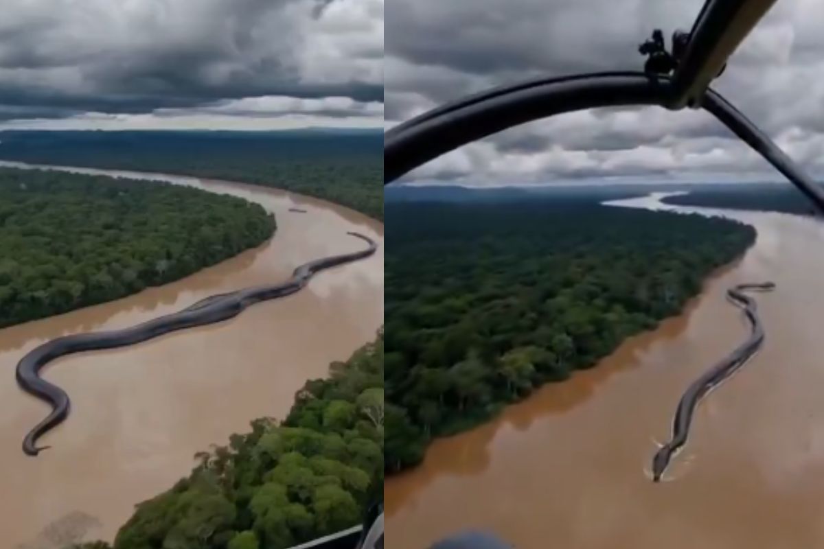 Viral Video 30 meter yacumama giant anaconda found in amazon
