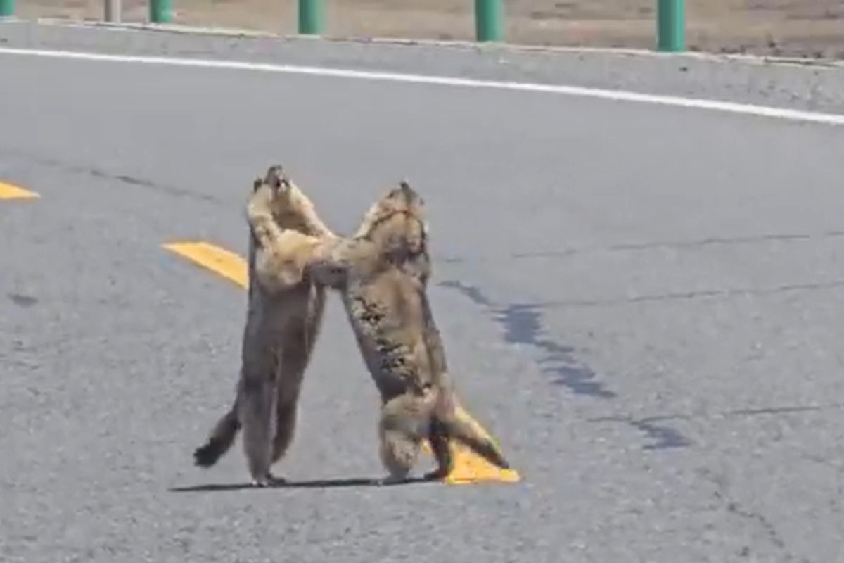Viral Video