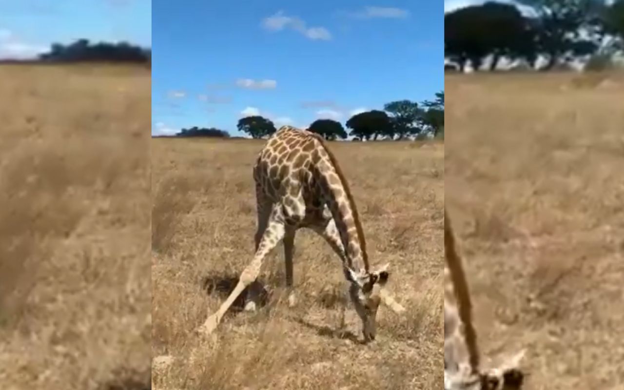 Viral Video