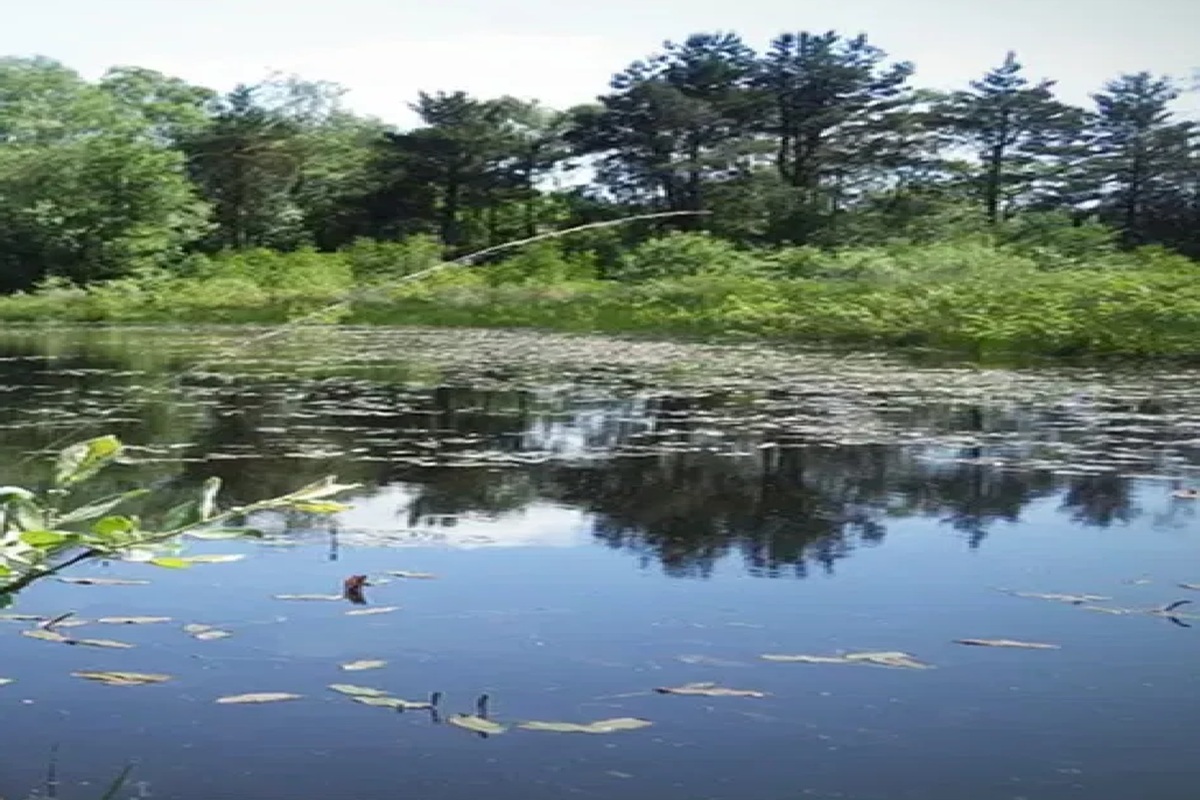 Water life greenery campaign