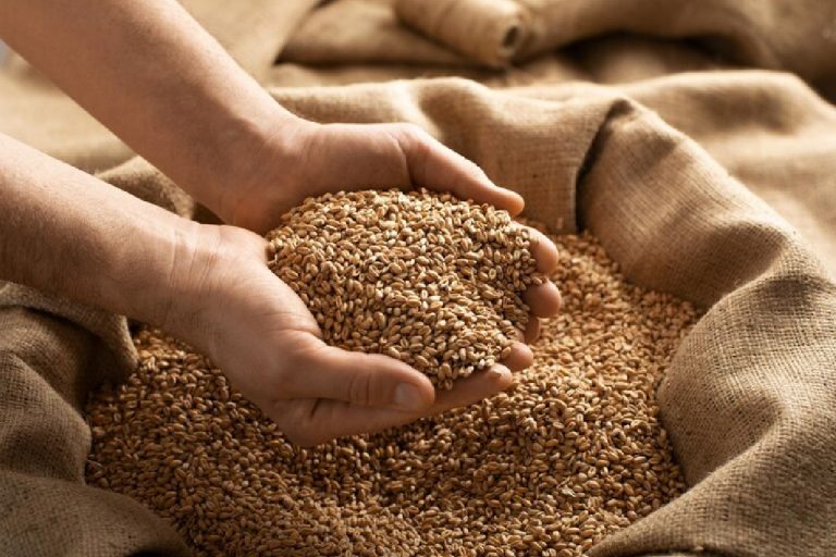 Wheat Stock Limit: गेहूं के जमाखोरों पर सरकार का प्रहार, स्टॉक सीमा मार्च 2026 तक बढ़ाई